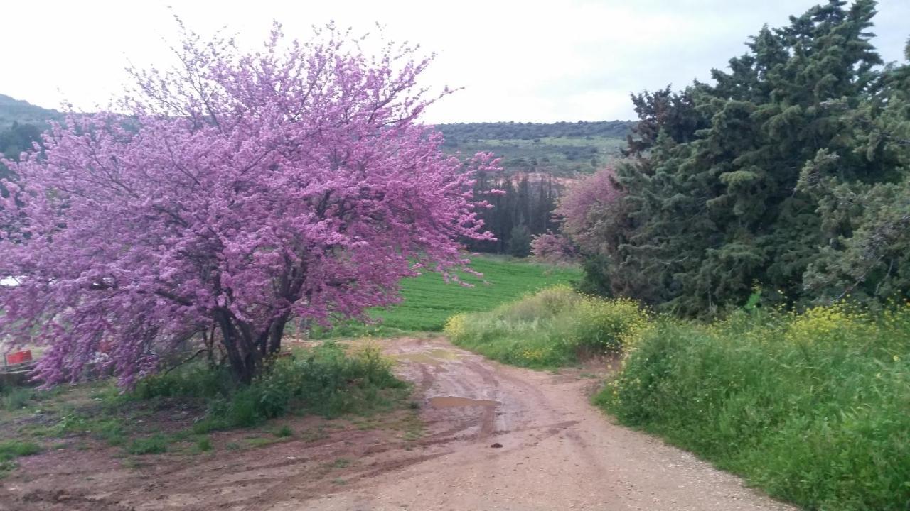 Naftali Albilia Kiryat Shmona Bagian luar foto